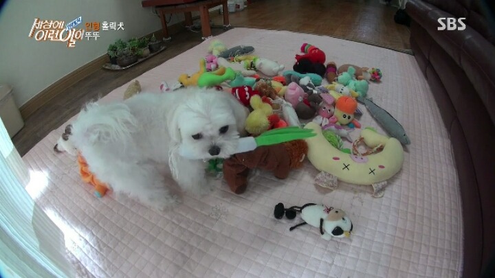 인형 홀릭견 뚜뚜.jpg | 인스티즈