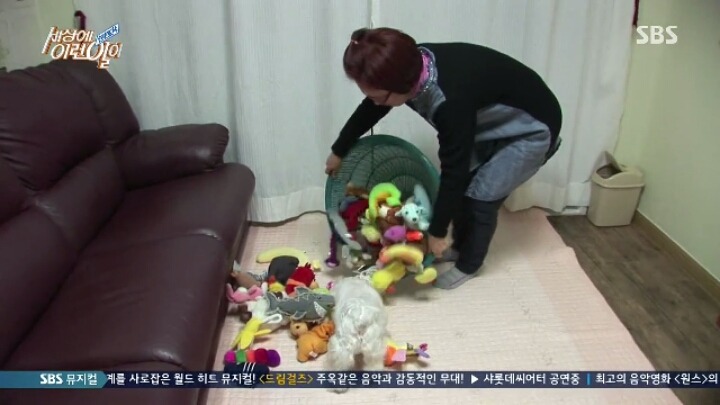 인형 홀릭견 뚜뚜.jpg | 인스티즈