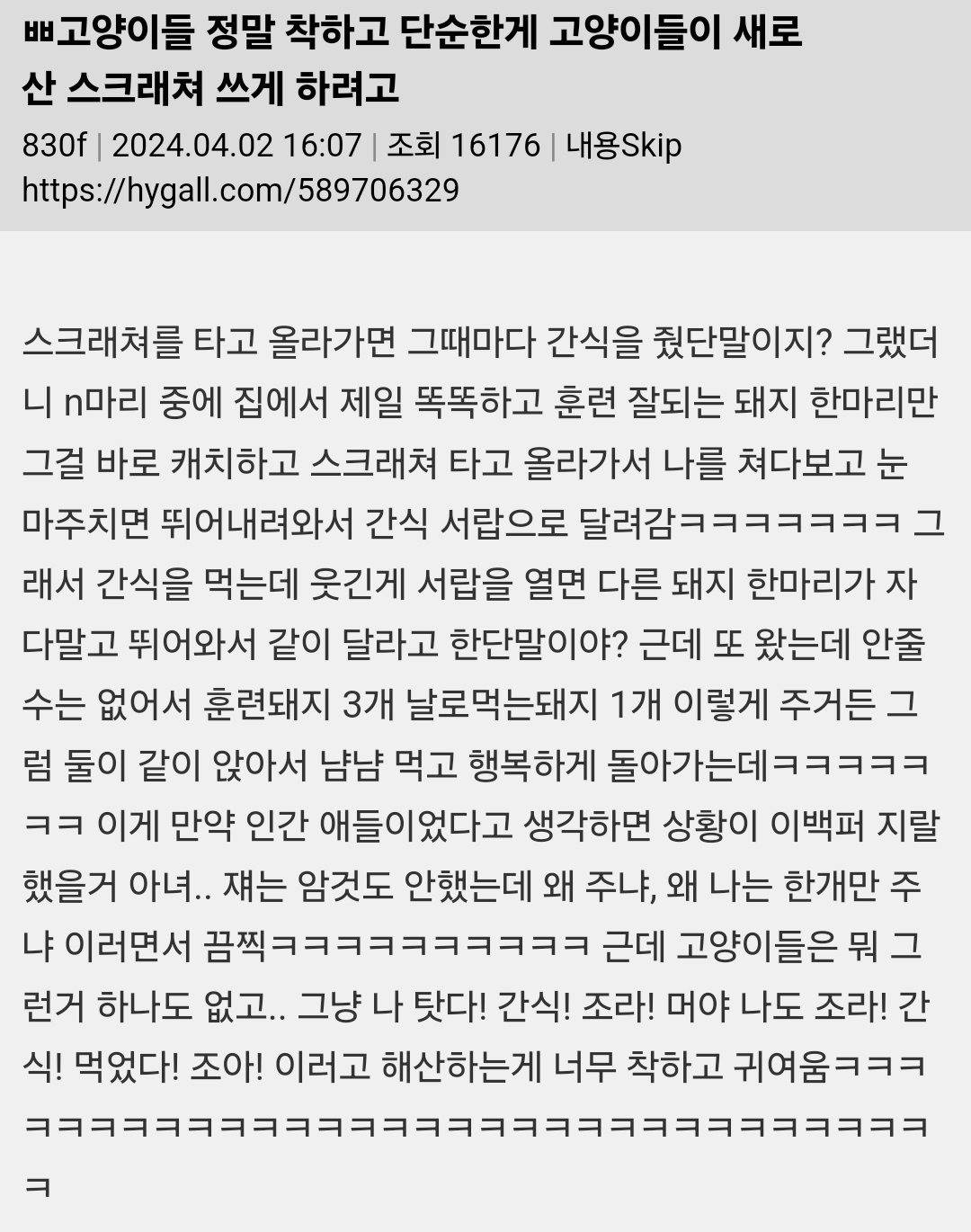 고양이들 정말 착하고 단순한게 | 인스티즈