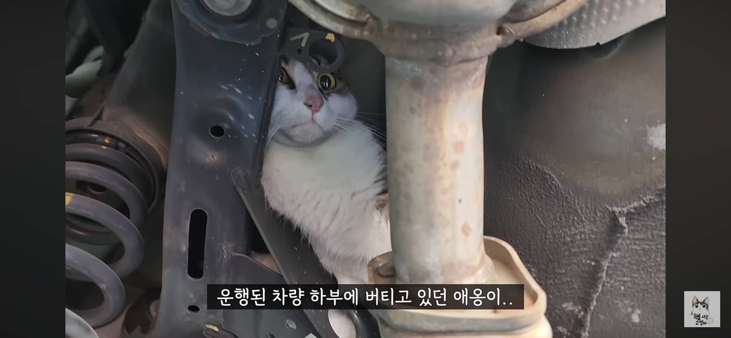 가족들 몰래 고양이를 버리고 온 아빠 (고양이 유기 장면 주의) | 인스티즈