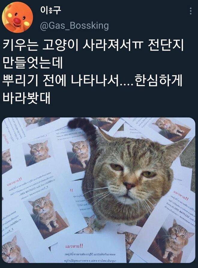 고양이 전단지 뿌리기 직전 등장 | 인스티즈