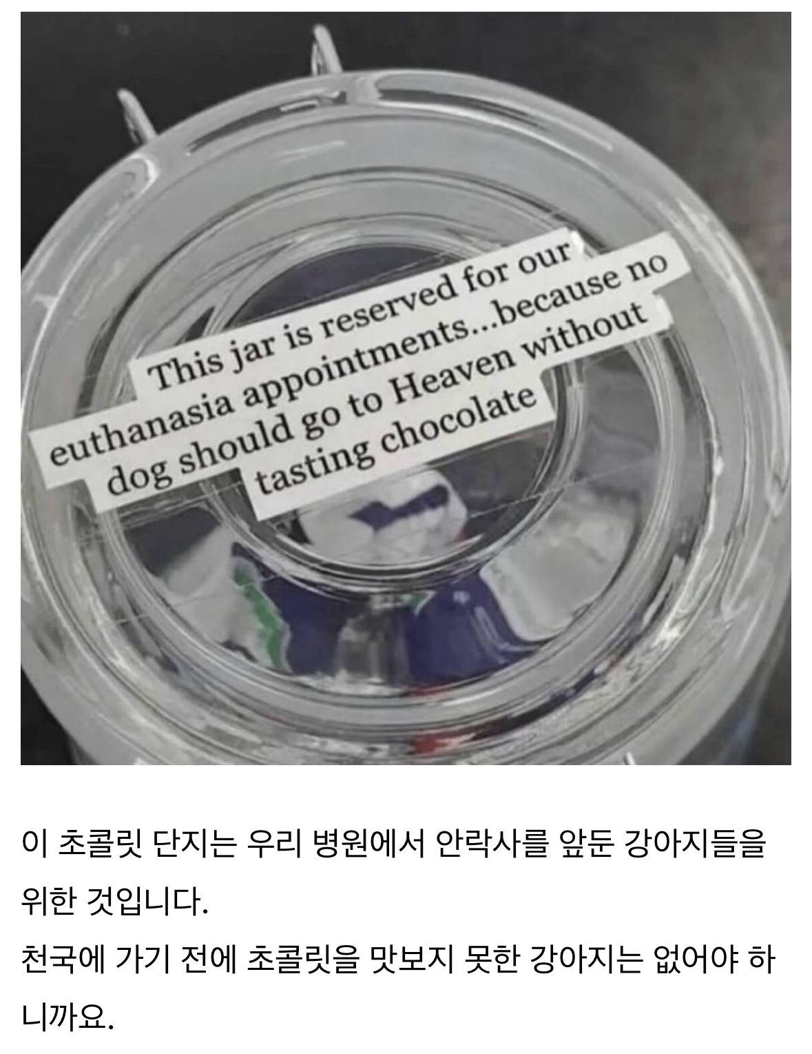 강아지에게 초콜릿 준다는 병원 | 인스티즈