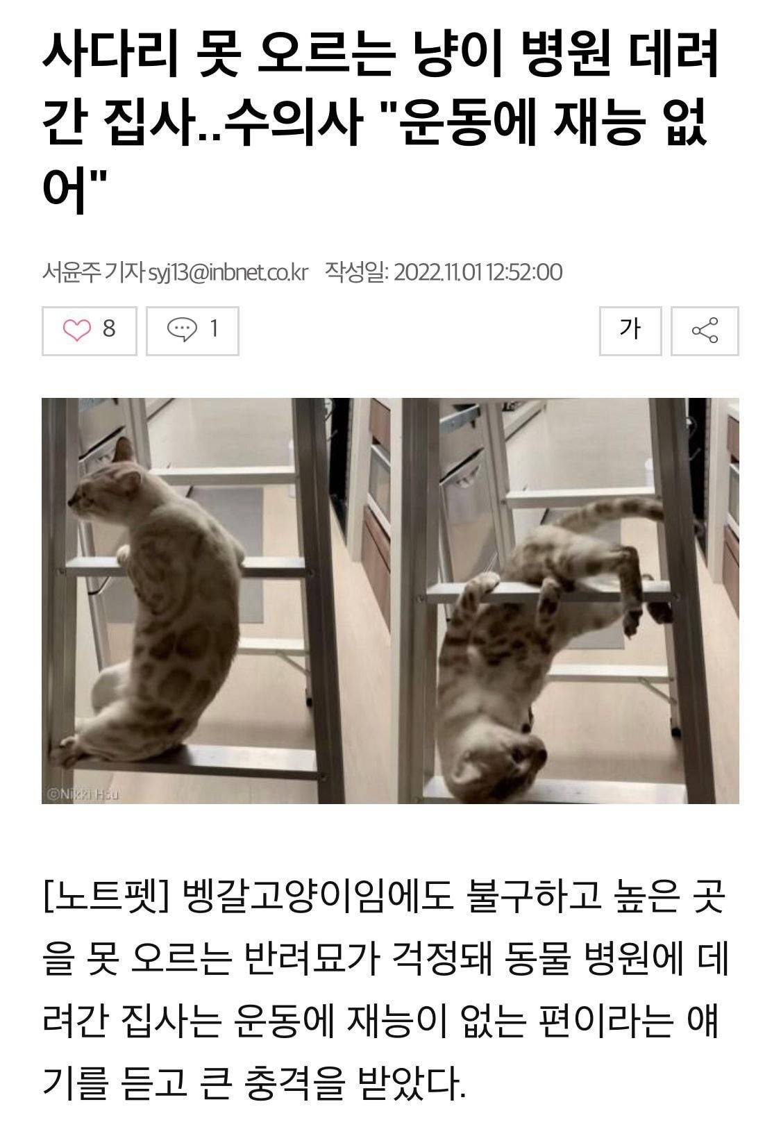 운동에 재능이 없는 고양이 | 인스티즈