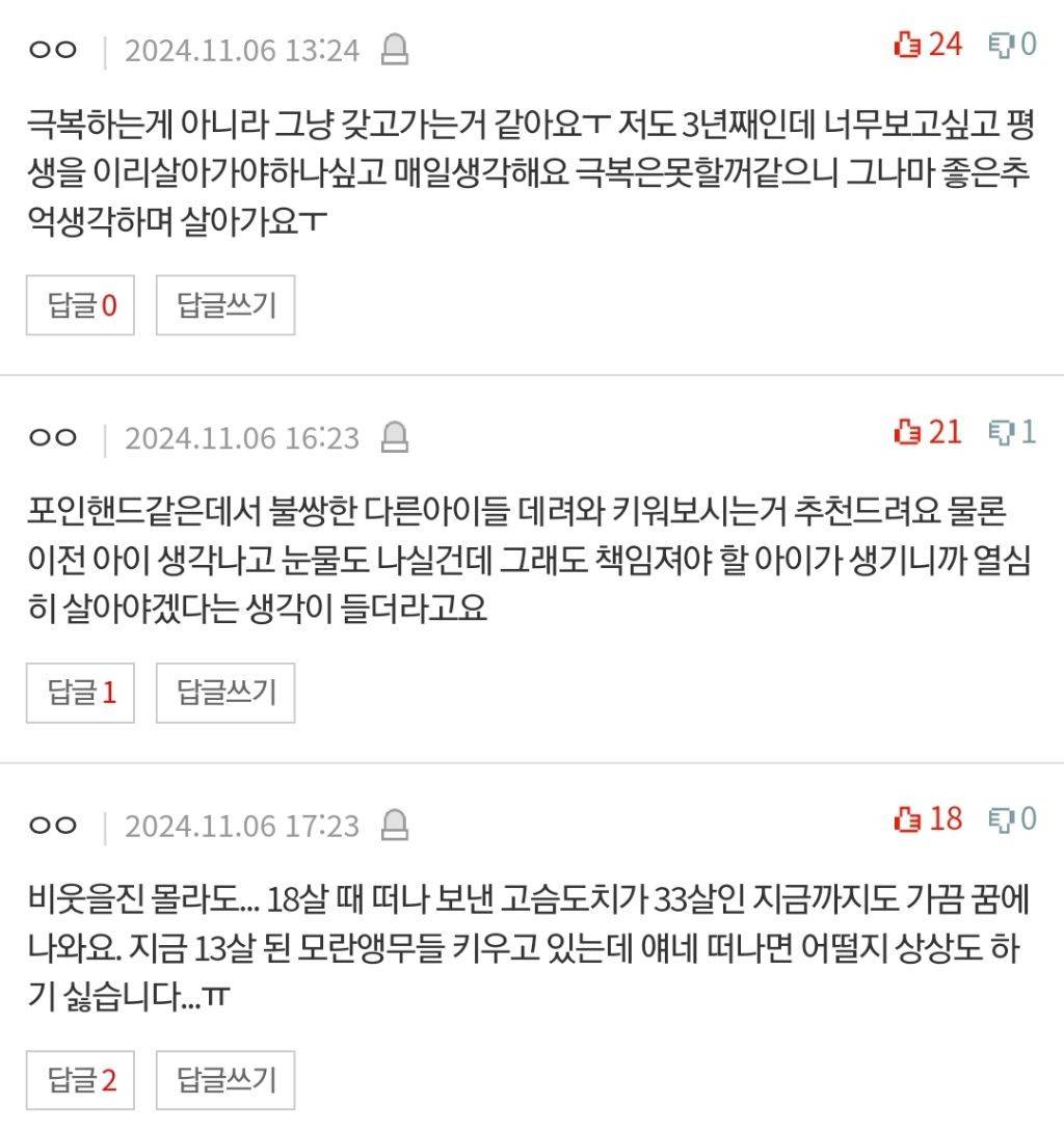 펫로스 어떻게 극복하는거에요...? | 인스티즈