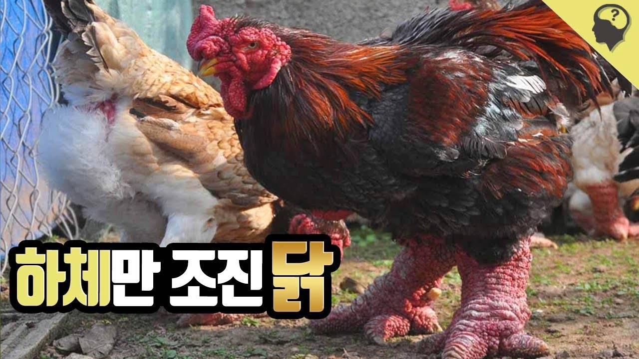 베트남 부자들의 별미...JPG | 인스티즈