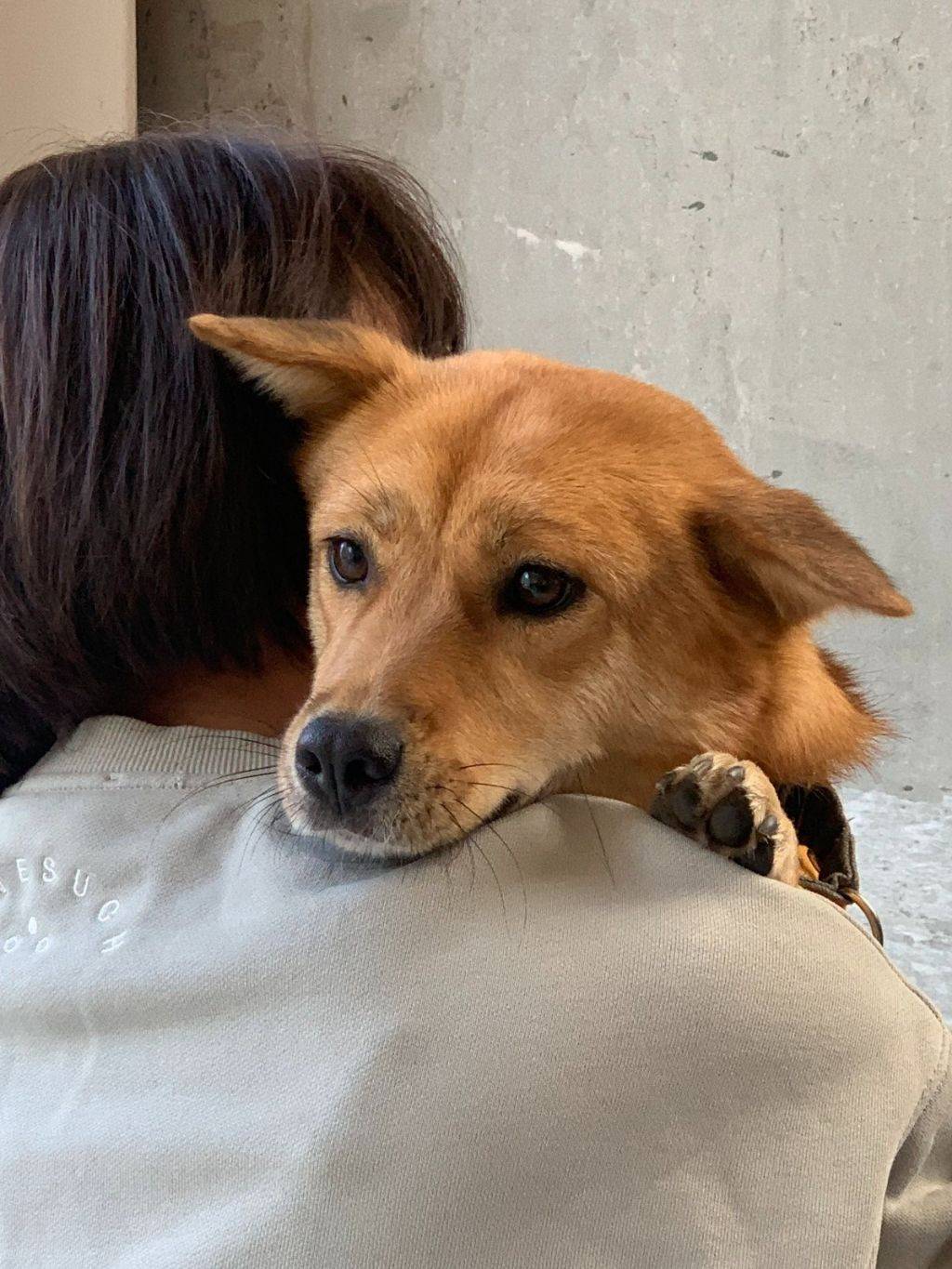 강아지인턴 포함 전직원 회식으로 식당에 갔는데 대표님이 자꾸 옆으로 와서 불편한 강아지 인턴 | 인스티즈