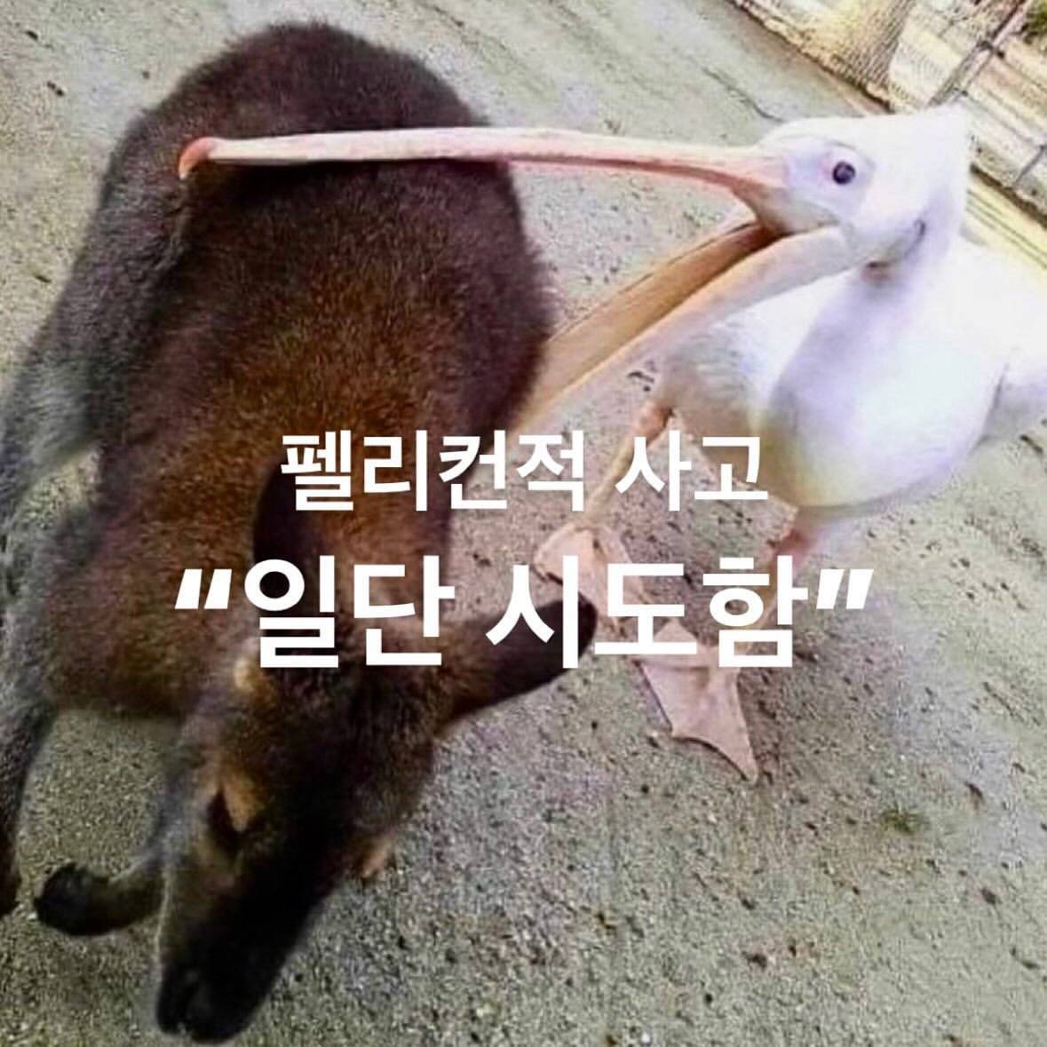 펠리컨적 사고 | 인스티즈