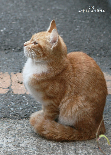 고양이 발도리.jpg | 인스티즈