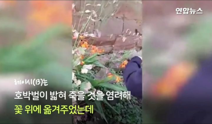 구해준사람 껌딱지 된 호박벌.jpg | 인스티즈