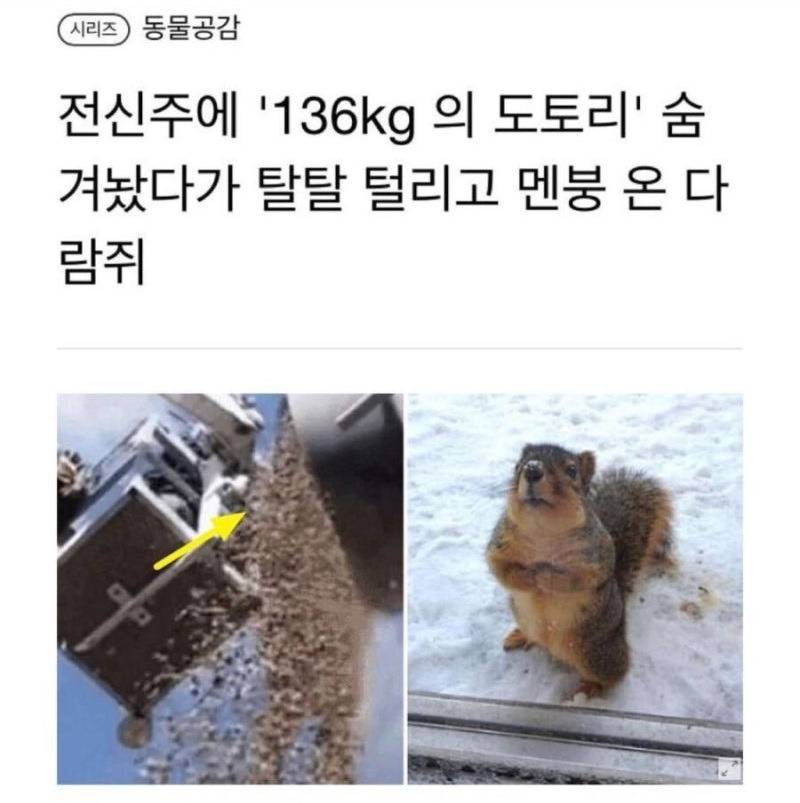 다람쥐의 멘붕 | 인스티즈