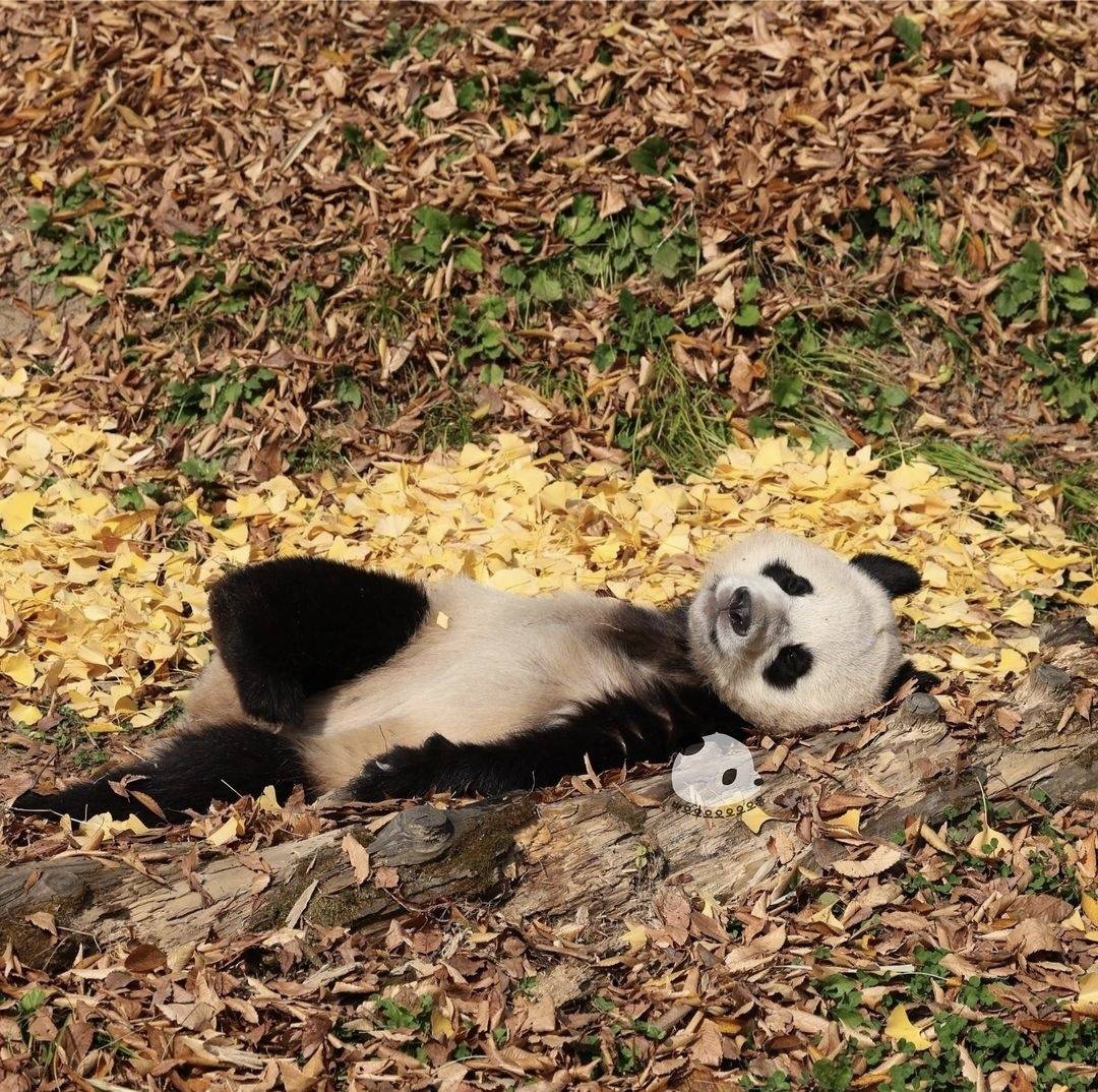 감자다리 후이바오🐼 | 인스티즈