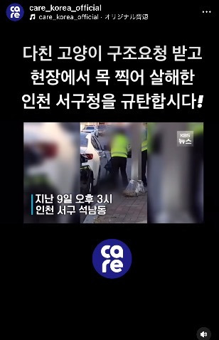 교통사고로 다쳤지만 목숨 붙어있던 고양이 목을 삽으로 찍어 죽인 구청 용역업체 | 인스티즈