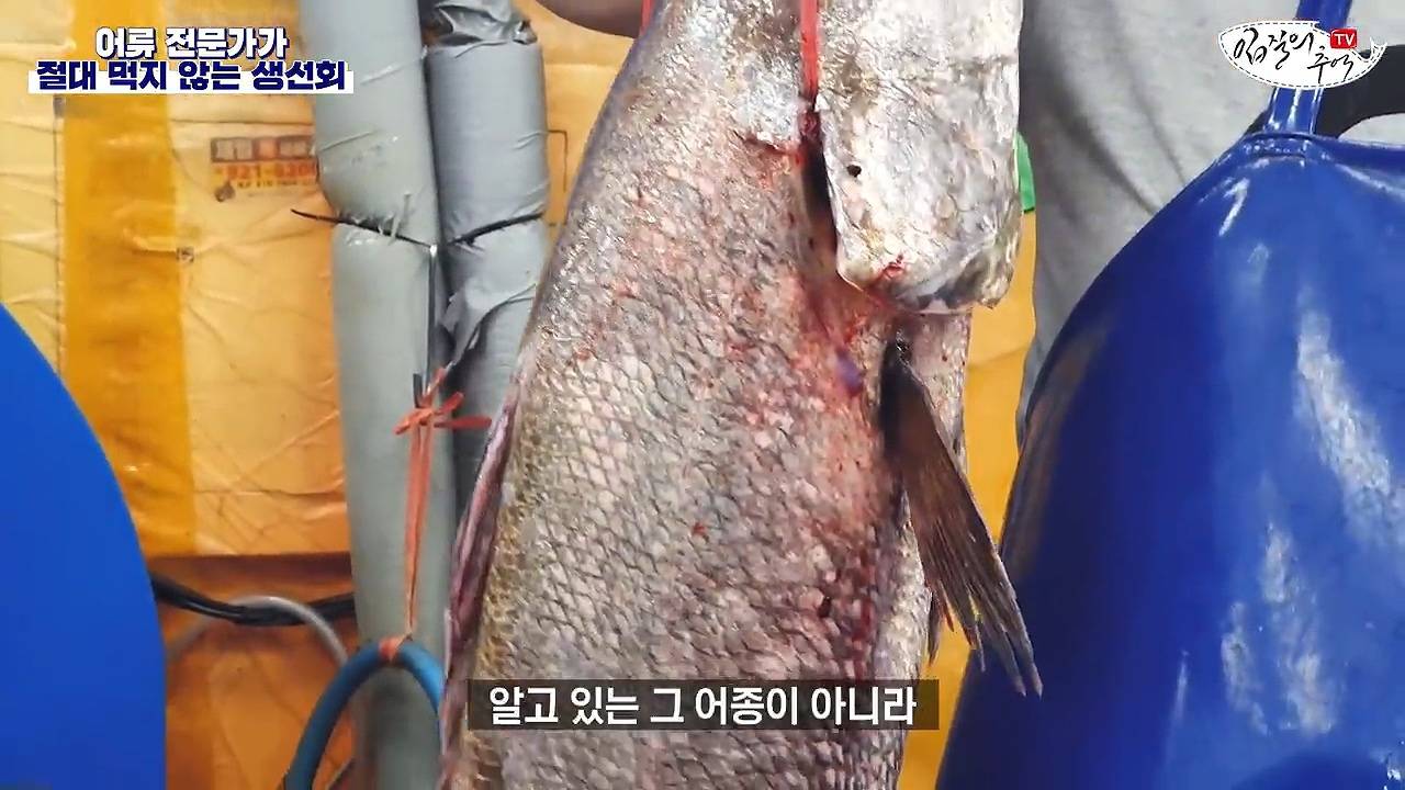 어류 전문가가 꼽은 절대 먹지 않는 생선회 7개 | 인스티즈