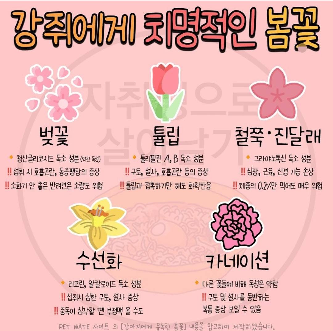 강아지가 먹지않게 주의해야하는 위험한 식물, 꽃 | 인스티즈
