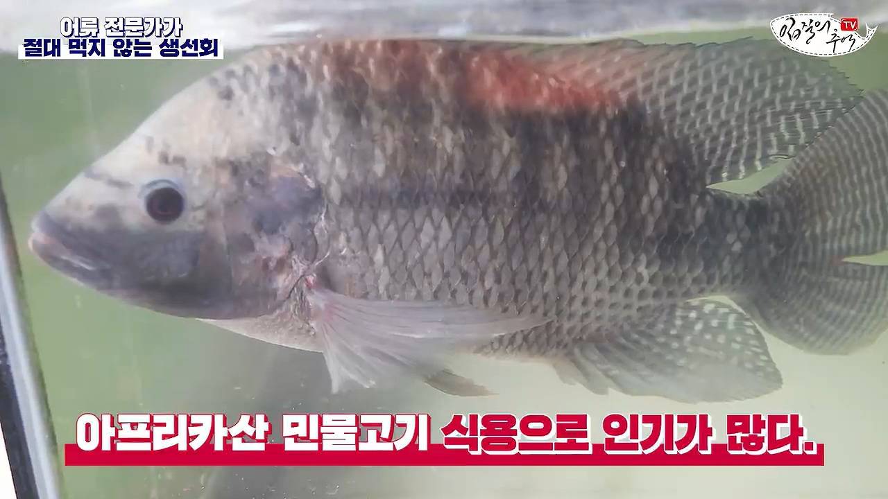 어류 전문가가 꼽은 절대 먹지 않는 생선회 7개 | 인스티즈