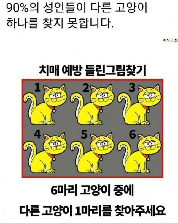 여섯마리 고양이중 다른 한마리 고양이 찾기 | 인스티즈