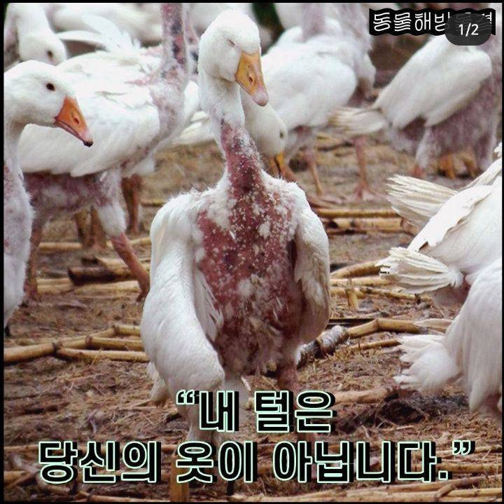 고통없는 겨울 옷 소재 알려드림!! | 인스티즈