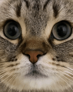 내 폰에 고양이 갇힘.gif | 인스티즈