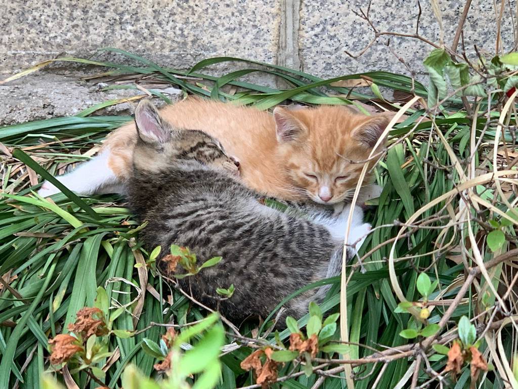 정말 너무 귀여운 캣홀릭대 고양이들 🐈 | 인스티즈