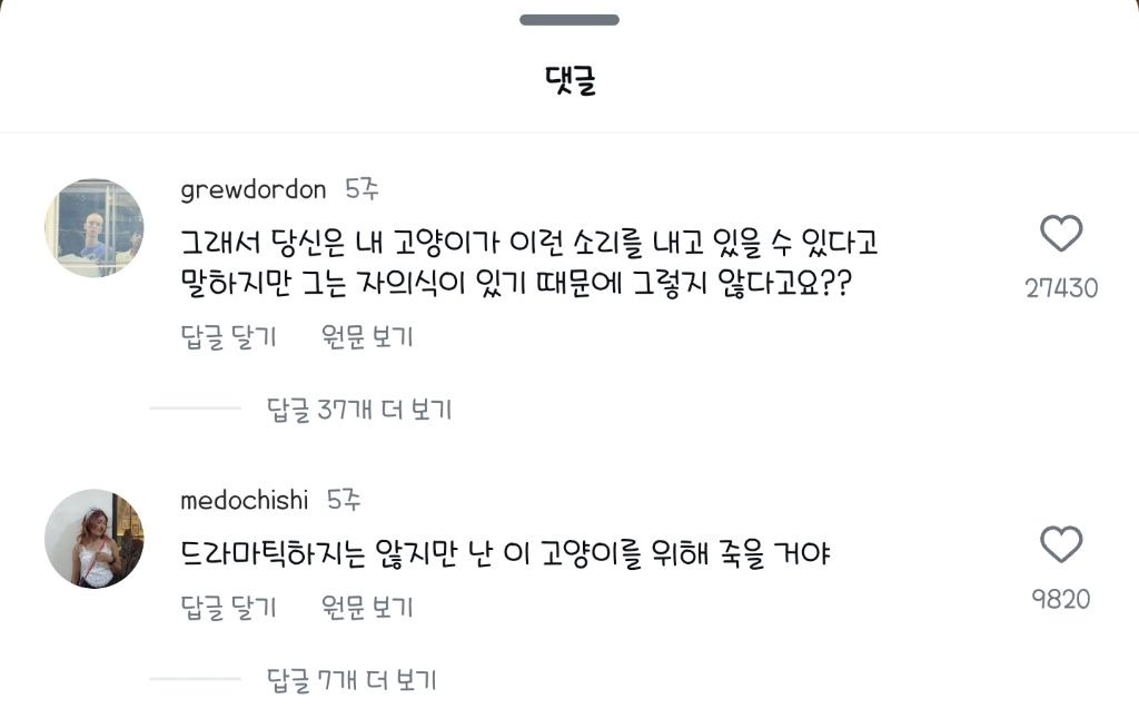 자기 목소리를 듣지 못하는 청각장애 고양이가 내는 소리 | 인스티즈