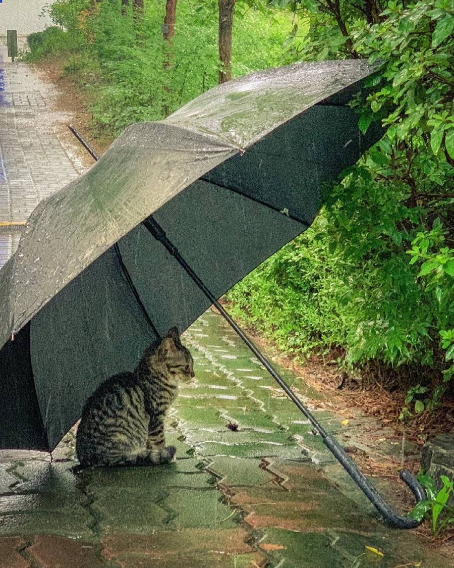 정말 너무 귀여운 캣홀릭대 고양이들 🐈 | 인스티즈