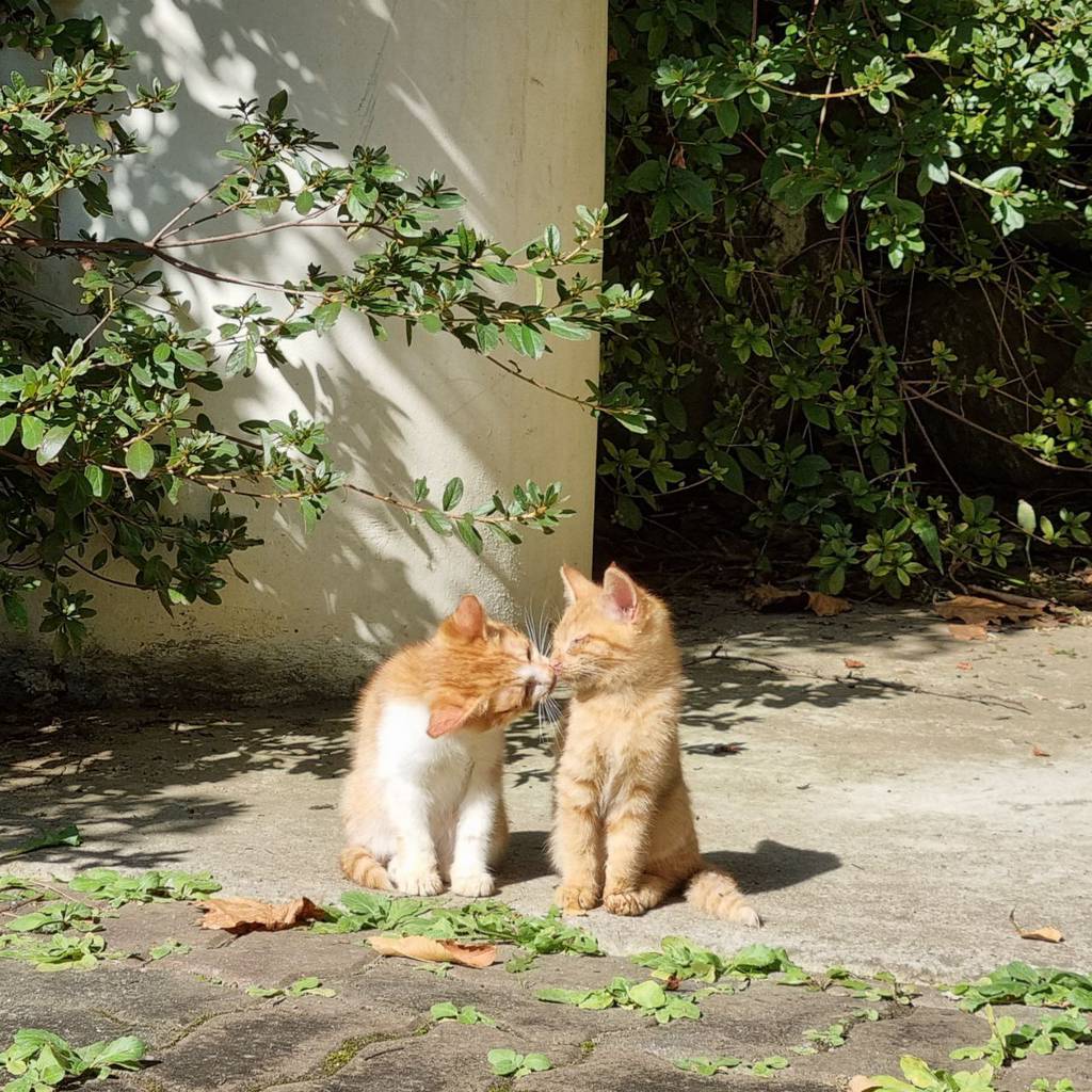 정말 너무 귀여운 캣홀릭대 고양이들 🐈 | 인스티즈