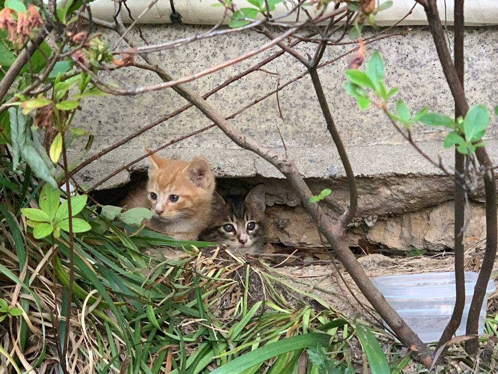 정말 너무 귀여운 캣홀릭대 고양이들 🐈 | 인스티즈