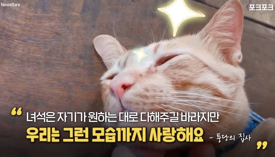 북적이는 식당 한가운데서 '드르렁' 자는 고양이🐈 | 인스티즈