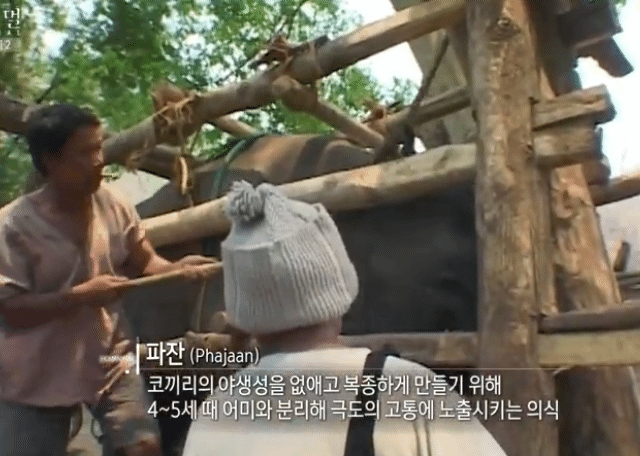 태국의 코끼리 전통의식 파잔 | 인스티즈