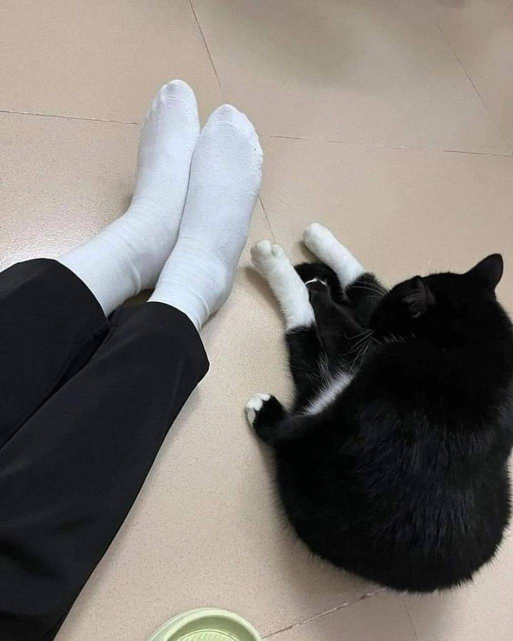 같은 양말 🐈‍⬛🧦 | 인스티즈