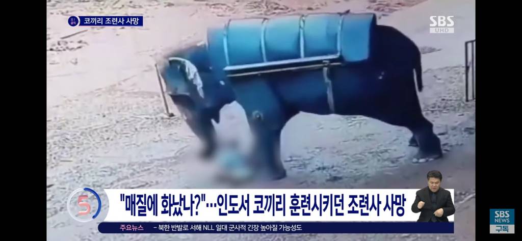 학대한 사육사를 밟아죽인 코끼리 | 인스티즈
