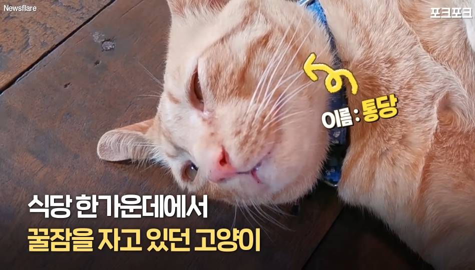 북적이는 식당 한가운데서 '드르렁' 자는 고양이🐈 | 인스티즈