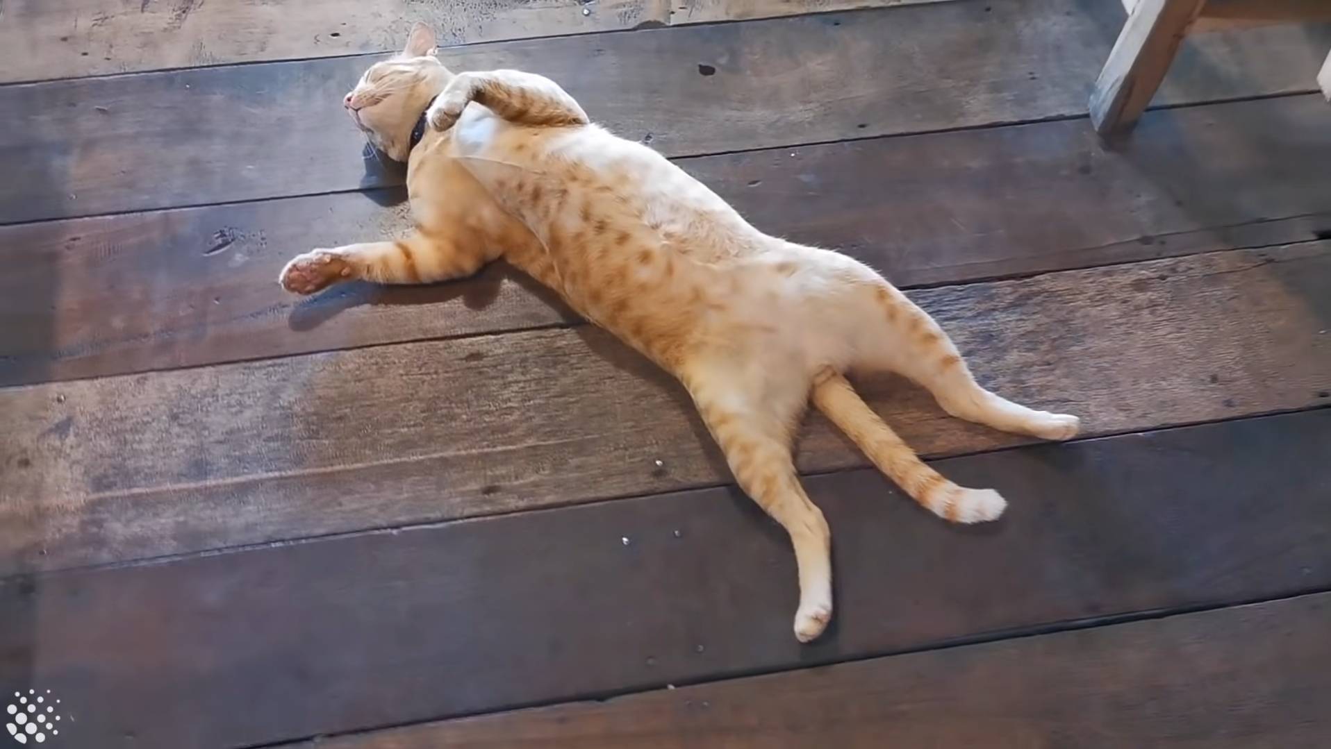 북적이는 식당 한가운데서 '드르렁' 자는 고양이🐈 | 인스티즈