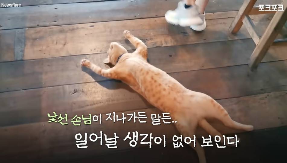 북적이는 식당 한가운데서 '드르렁' 자는 고양이🐈 | 인스티즈