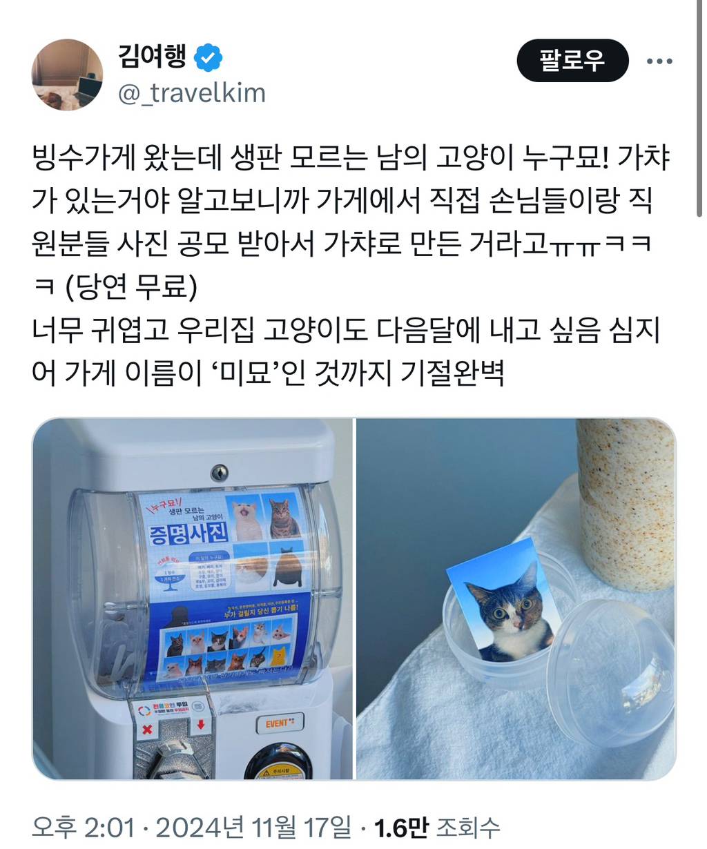 누구묘! 생판 모르는 남의 고양이 사진 가챠 | 인스티즈