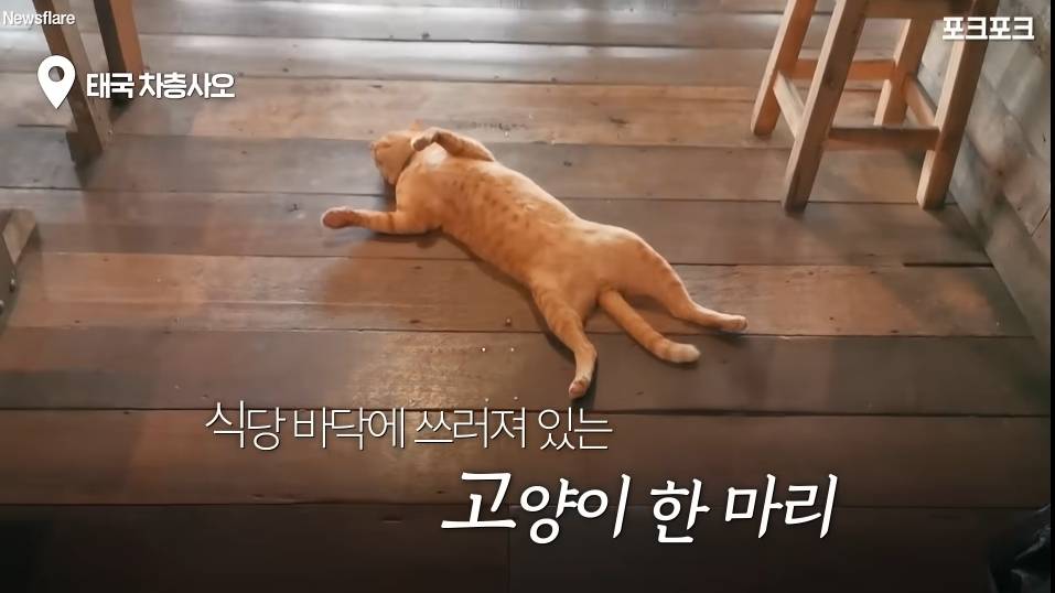 북적이는 식당 한가운데서 '드르렁' 자는 고양이🐈 | 인스티즈