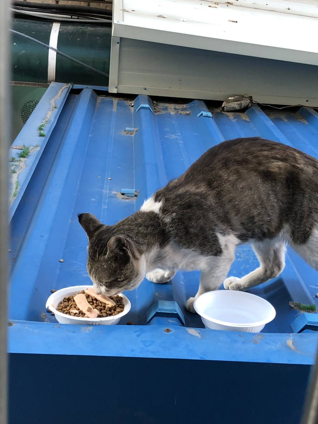 아침밥 기다리는 고양이🐈🍚 | 인스티즈