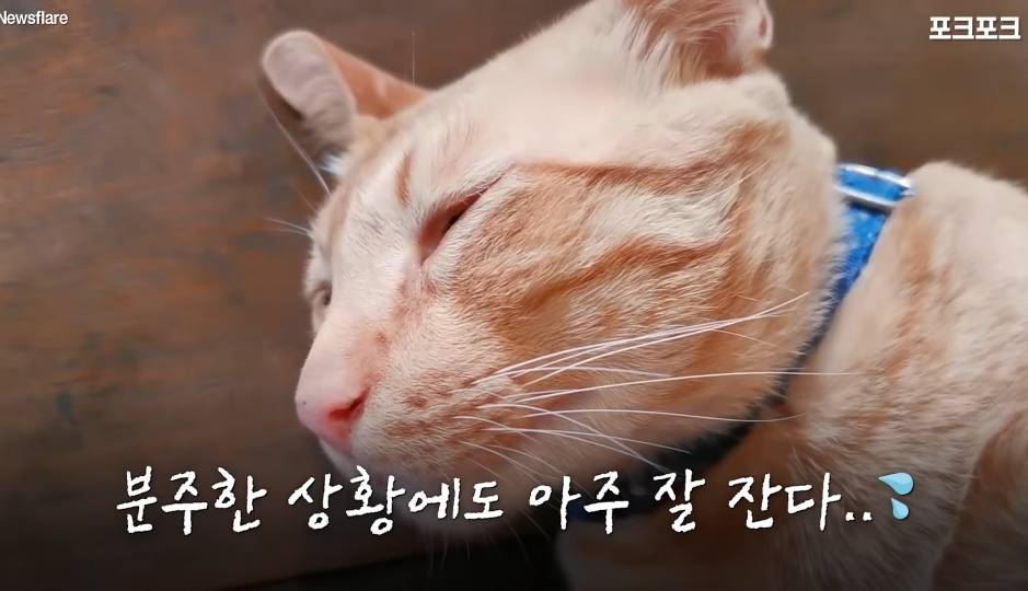 북적이는 식당 한가운데서 '드르렁' 자는 고양이🐈 | 인스티즈