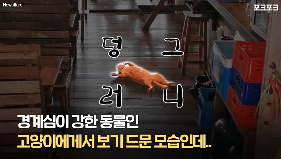 북적이는 식당 한가운데서 '드르렁' 자는 고양이🐈 | 인스티즈