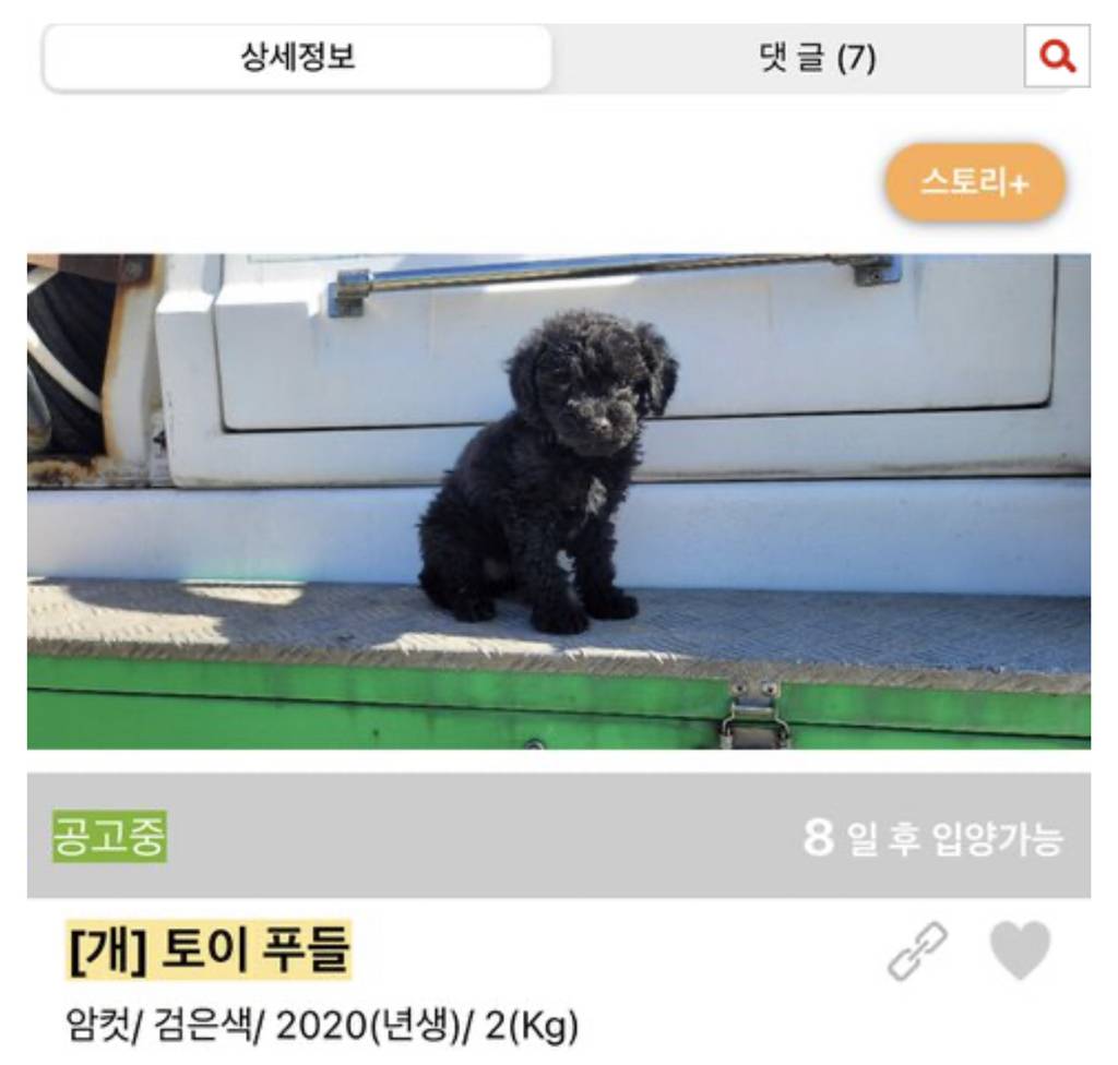 보호소에도 애기 많아 | 인스티즈
