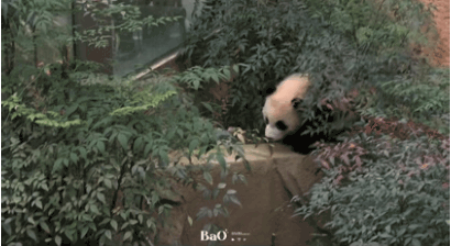 남천이네 갔다가 하부지 소리에 놀라 튀튀하는 후이바오🐼.gif