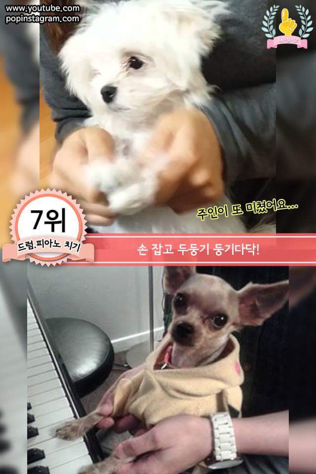 강아지에게 한번쯤 꼭 해보는 행동 | 인스티즈