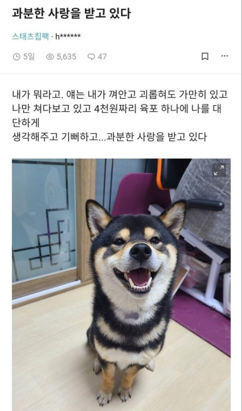 강아지의 사랑을 받아 본 사람은 이전으로 돌아갈 수 없다 | 인스티즈