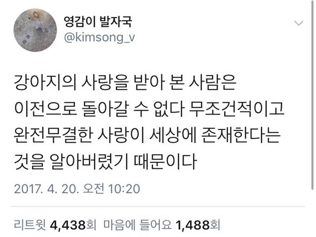 강아지의 사랑을 받아 본 사람은 이전으로 돌아갈 수 없다 | 인스티즈