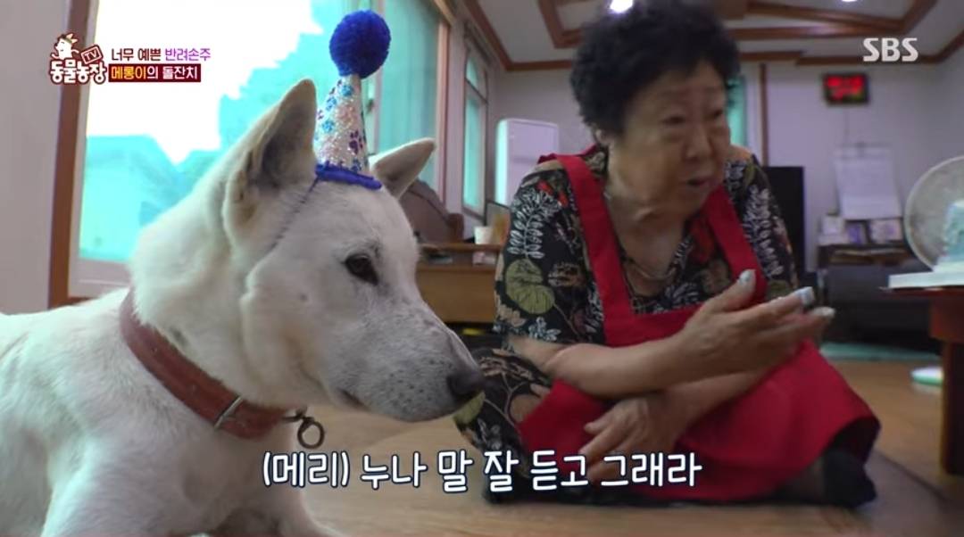 반려손주 메롱이 돌잔치 | 인스티즈