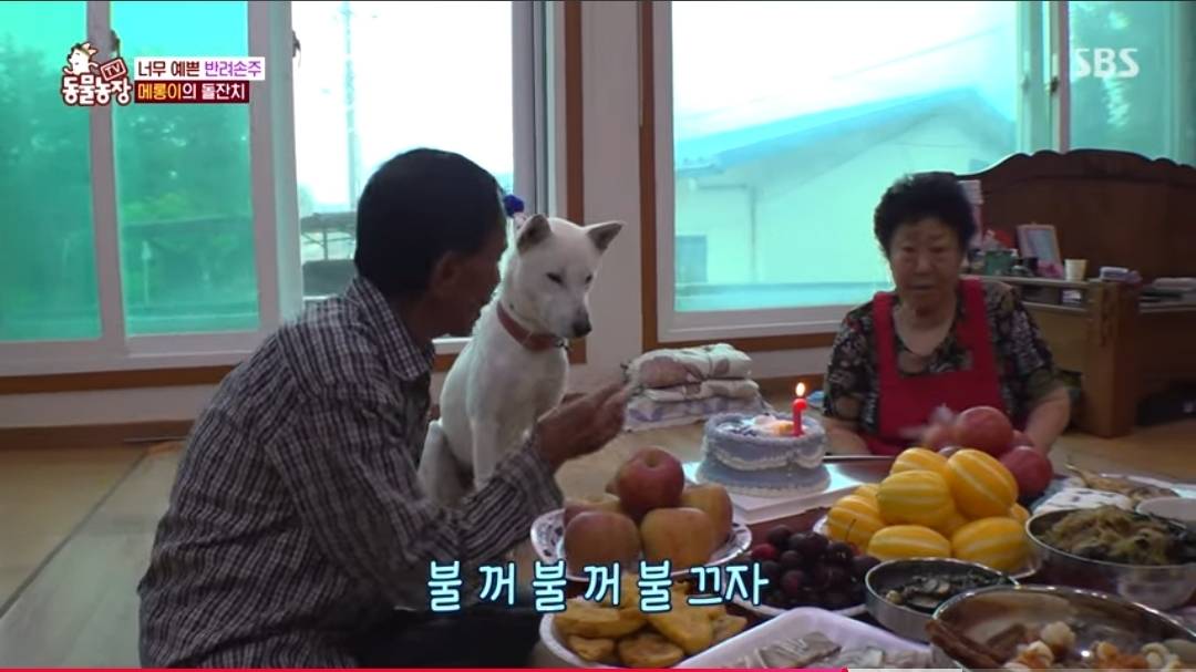 반려손주 메롱이 돌잔치 | 인스티즈