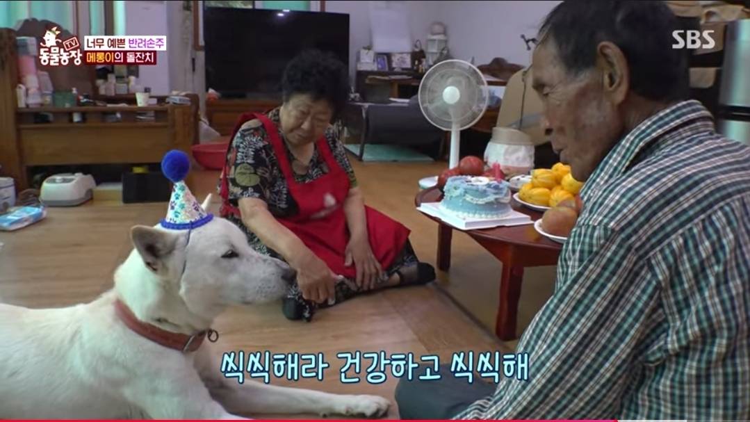 반려손주 메롱이 돌잔치 | 인스티즈