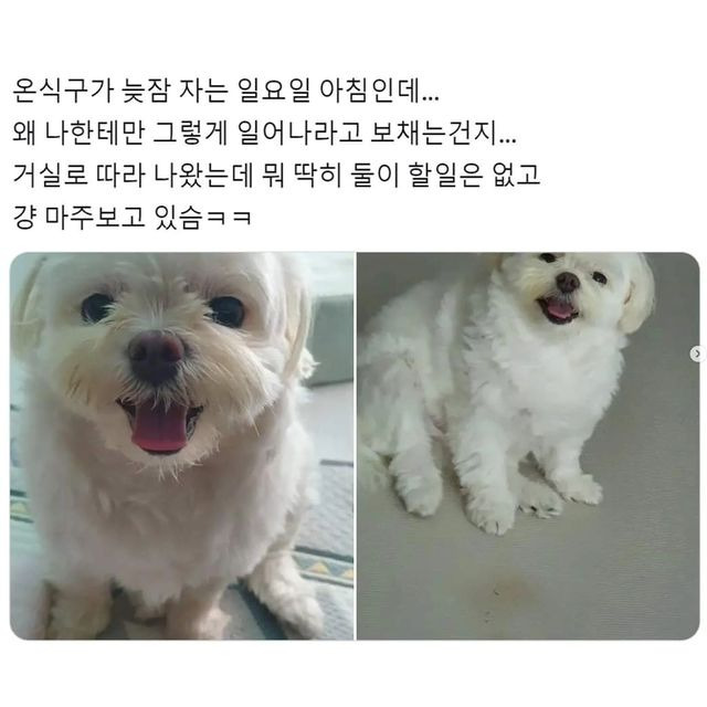 할 것도 없으면서 아침에 깨움 | 인스티즈