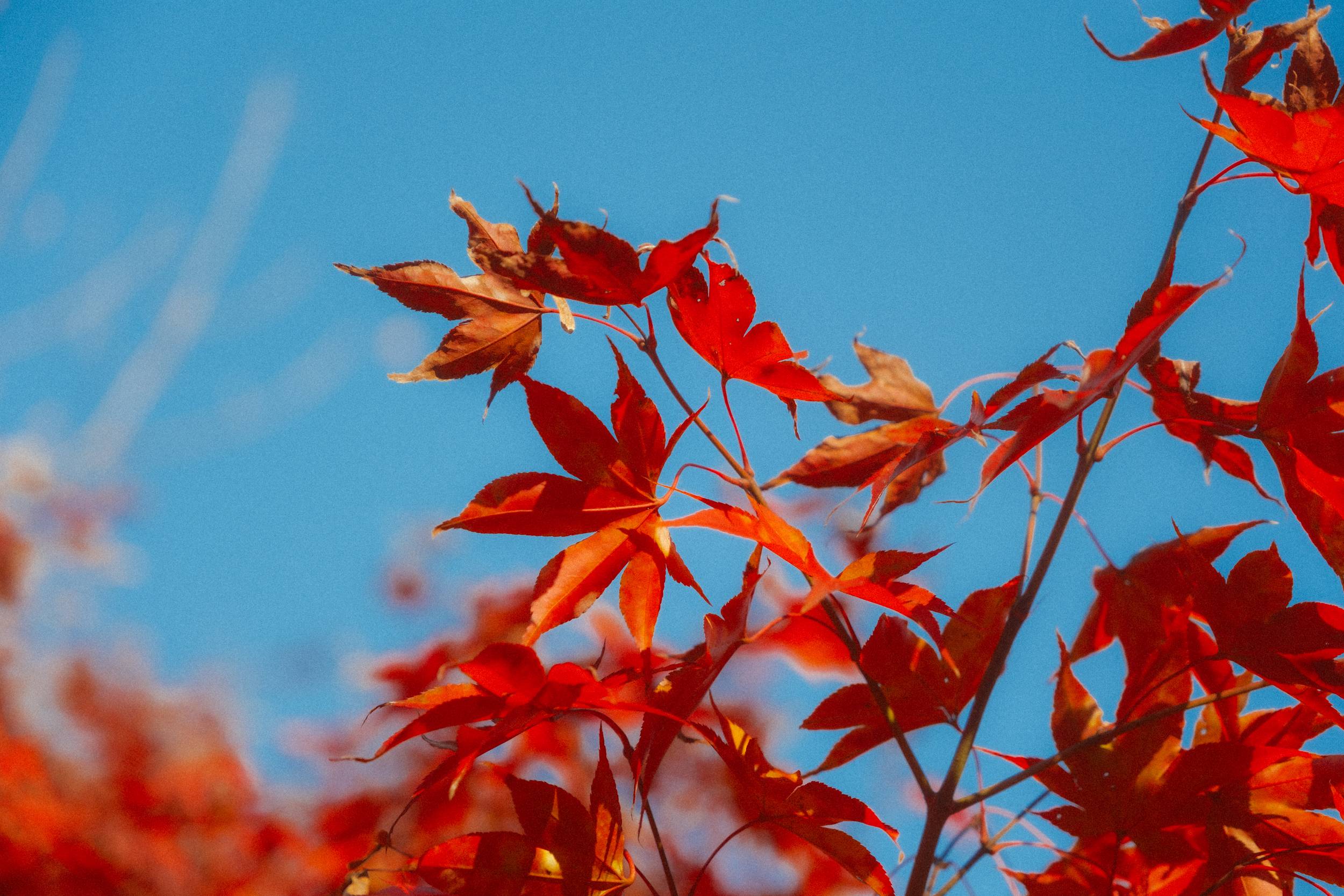 어제 담아온 가을 🍂 | 인스티즈