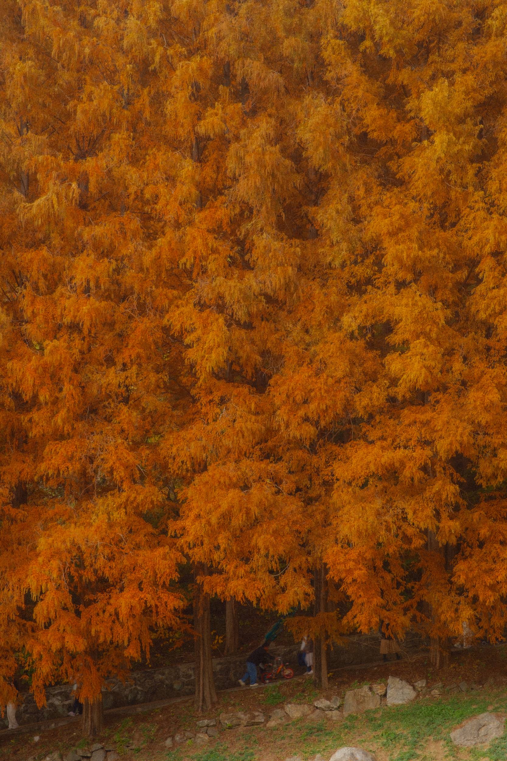 어제 담아온 가을 🍂 | 인스티즈